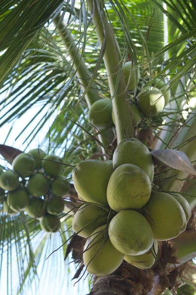 Čerstvý zelený kokos palm tree detail — Stock fotografie