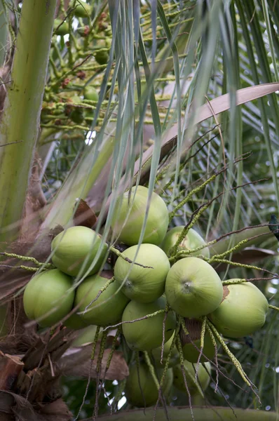 Frische grüne Kokospalmen aus nächster Nähe — Stockfoto