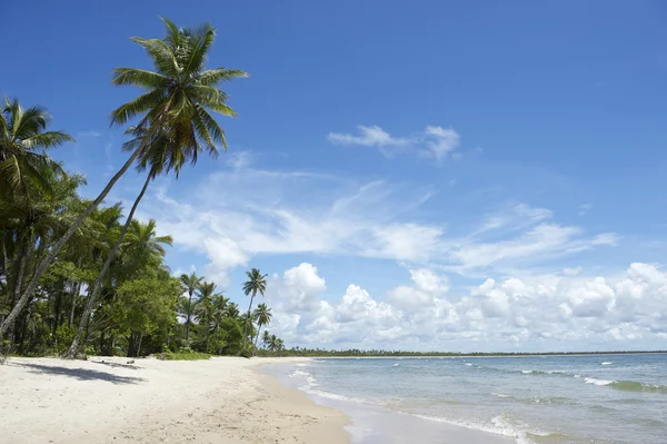 Palm träd Tom tropiska brasilianska beach — Stockfoto