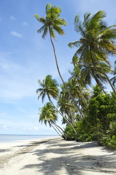 Palm Trees Tropical Brazilian Beach — Stock Photo, Image