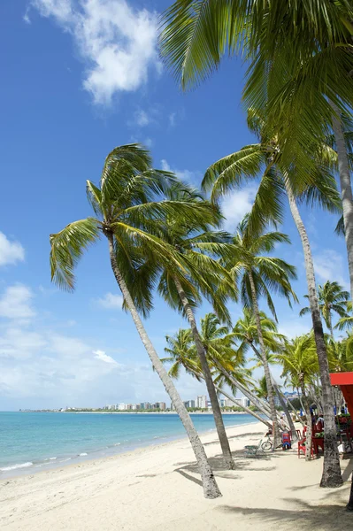 Brazilské pláži palm stromy maceio nordeste Brazílie — Stock fotografie