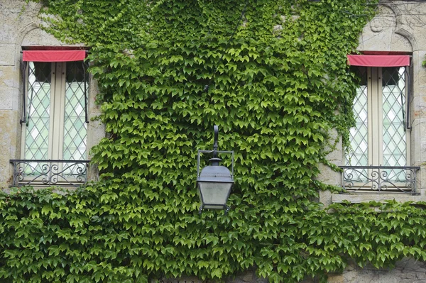 Fönster i slottet omfattas av grön ivy Stockfoto