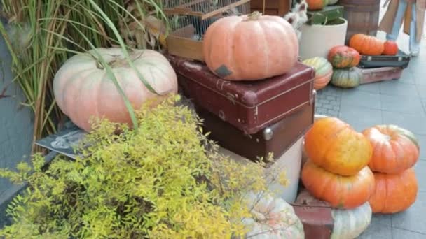 Halloween Dynia Jesień Żniwa Zestaw Dekoracji Starożytnych Beczek Suitcases Concept — Wideo stockowe