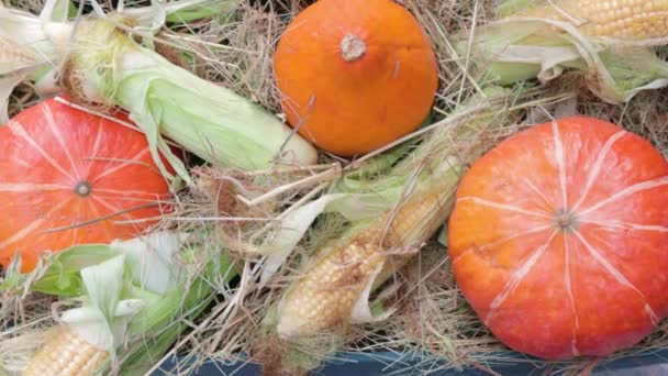 Plano Plano Plano Abóbora Milho Halloween Outono Alimento Decorativo Colorido — Vídeo de Stock