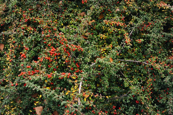 Πράσινο Θάμνους Κόκκινα Μούρα Φυτικά Πολύχρωμο Μοτίβο Έννοια Φυτικό Υπόβαθρο — Φωτογραφία Αρχείου