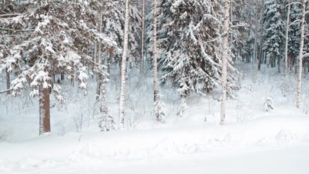 Paesaggio Forestale Invernale Neve Selvaggia Bordo Ceppo Con Tappo Neve — Video Stock