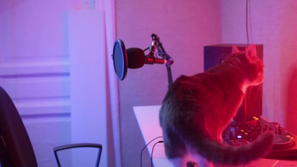 Katze Sänger Künstler kreativ im Tonstudio lustiges Tier — Stockvideo