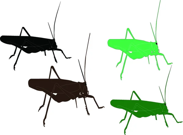 Grasshopper - vector — Stock Vector