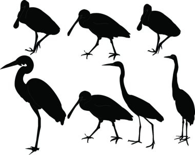 balıkçıllar collection - vektör