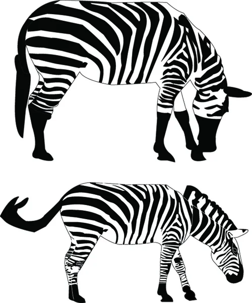 Two zebras - vector — Stock Vector