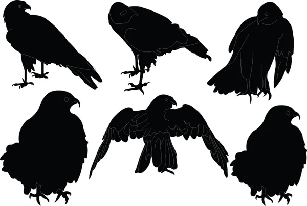 Falcon collection - vector — Stock Vector