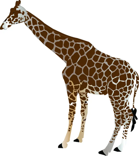 Giraffe - vector — Stock Vector