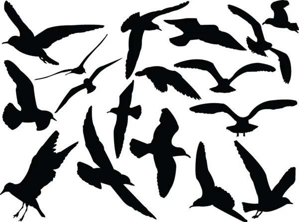 Colecção de gaivotas - vector — Vetor de Stock
