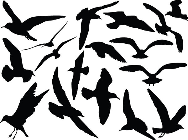 Seagull collection - vector
