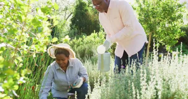 Feliz Casal Afroamericano Sênior Jardinagem Regando Flores Livre Estilo Vida — Vídeo de Stock