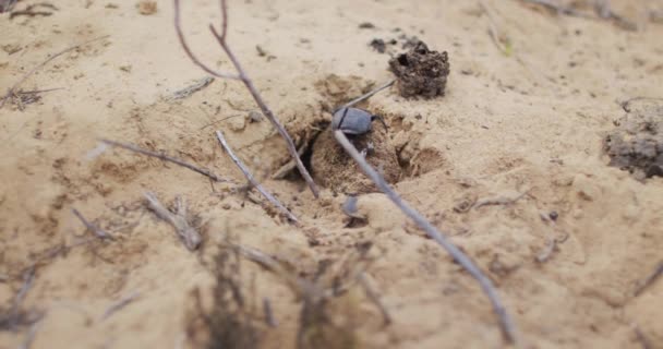 Σκαθάρια Σέρνονται Στην Άμμο Κοντά Κοπριά Ζώων Στην Έρημο Εξερεύνηση — Αρχείο Βίντεο