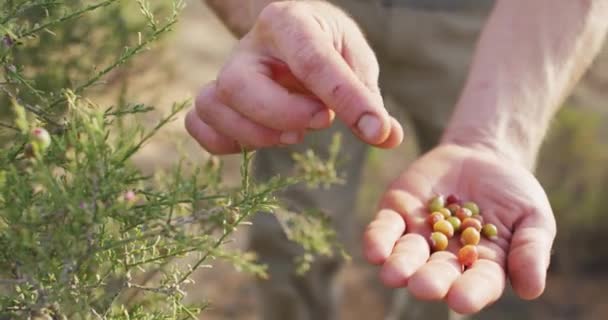 高加索男性幸存者的手在野外采摘浆果 自然求生者 — 图库视频影像