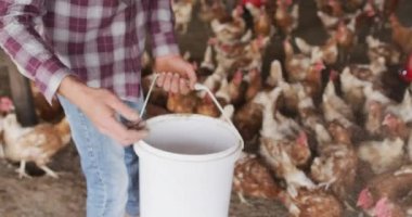 Beyaz adamın orta kesiminde, çiftlikte çalışıyor, tavukları besliyor. Kırsal kesimdeki organik çiftlikte çiftçilik, sağlıklı yaşam tarzı..