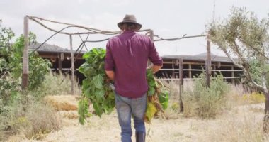 Beyaz adam serada sebze topluyor. Kırsal kesimdeki organik çiftlikte çiftçilik, sağlıklı yaşam tarzı..