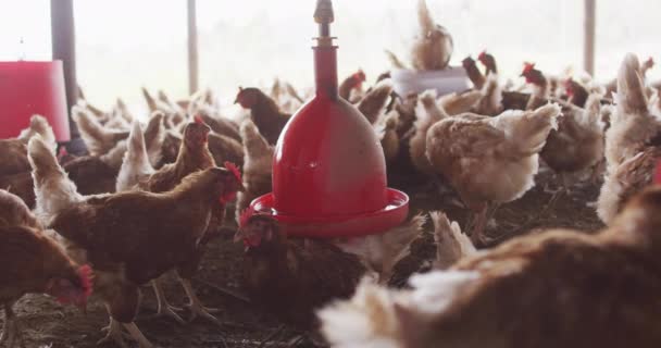 Närbild Flock Kycklingar Gården Hushållning Hälsosam Livsstil Ekologisk Gård Landsbygden — Stockvideo