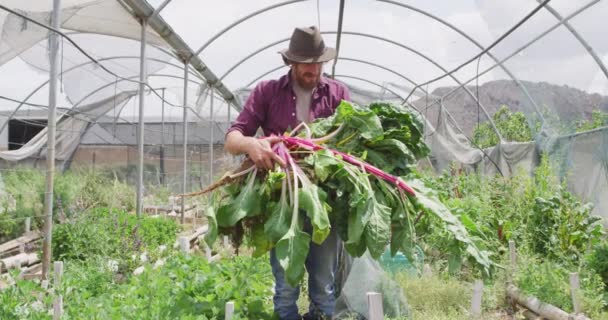 Porträtt Leende Kaukasier Som Samlar Grönsaker Växthus Hushållning Hälsosam Livsstil — Stockvideo