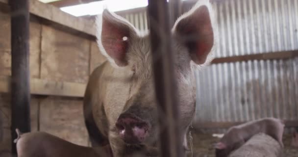 Çiftlikteki Domuz Domuzcukları Kapatın Kırsal Kesimdeki Organik Çiftlikte Çiftçilik Sağlıklı — Stok video