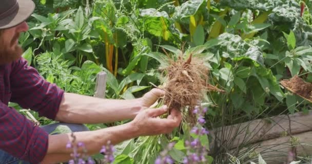 快乐的高加索父亲和儿子在温室里采摘蔬菜 农村有机农场的自耕农 健康的生活方式 — 图库视频影像
