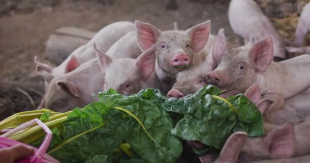 Fechar Manada Porcos Comer Quinta Homesteading Estilo Vida Saudável Fazenda — Vídeo de Stock