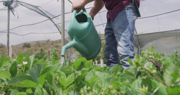 Fokuserad Kaukasisk Man Vattna Växter Växthus Hushållning Hälsosam Livsstil Ekologisk — Stockvideo