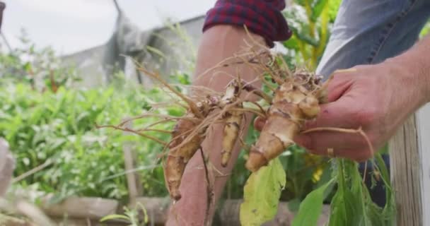 Sección Media Del Hombre Caucásico Recolectando Verduras Invernadero Granja Estilo — Vídeos de Stock