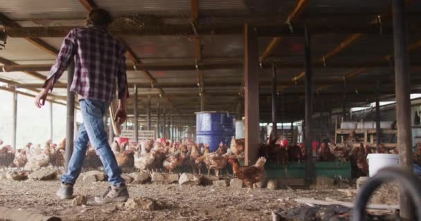 Hombre Caucásico Trabajando Granja Alimentando Gallinas Granja Estilo Vida Saludable — Vídeo de stock
