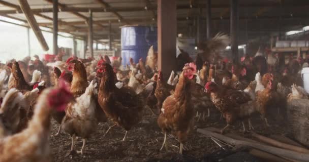 Çiftlikteki Bir Tavuk Sürüsünü Kapatın Kırsal Kesimdeki Organik Çiftlikte Çiftçilik — Stok video