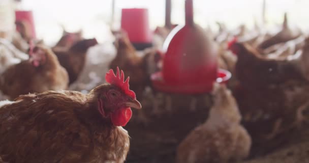 Großaufnahme Einer Hühnerherde Auf Einem Bauernhof Gehöft Gesunder Lebensstil Auf — Stockvideo