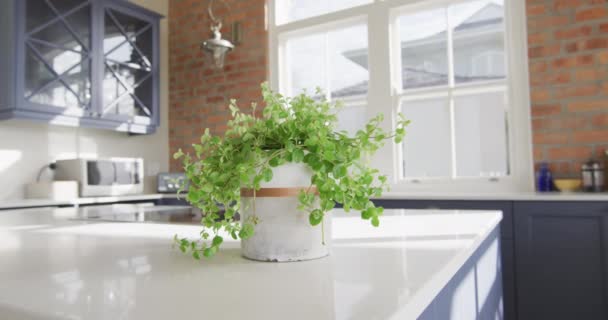 Interieur Van Open Keuken Eetkamer Met Plant Aanrecht Binnenlandse Levensstijl — Stockvideo