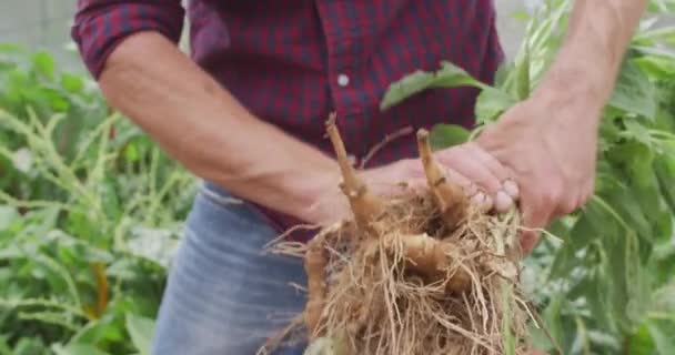 Mitten Kaukasisk Man Som Samlar Grönsaker Växthus Hushållning Hälsosam Livsstil — Stockvideo