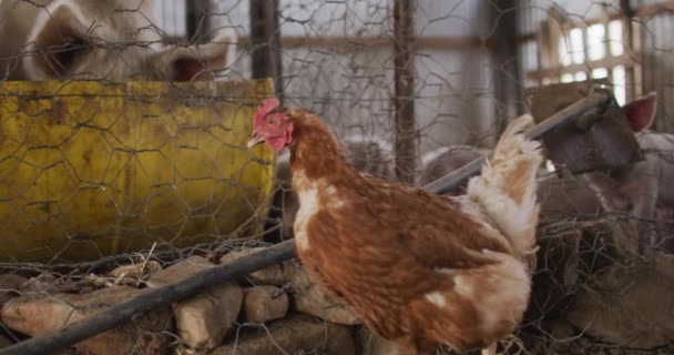 Großaufnahme Von Schweinen Und Hühnern Auf Dem Bauernhof Gehöft Gesunder — Stockvideo