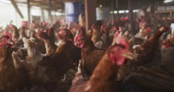 Närbild Flock Kycklingar Gården Hushållning Hälsosam Livsstil Ekologisk Gård Landsbygden — Stockvideo