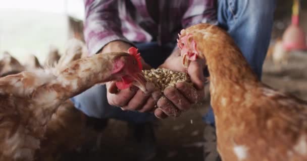 Beyaz Adamın Orta Kesiminde Çiftlikte Çalışıyor Tavukları Besliyor Kırsal Kesimdeki — Stok video