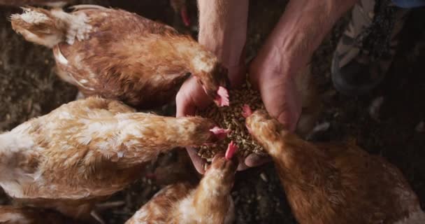 Blisko Białego Człowieka Pracującego Farmie Karmiącego Kurczaki Gospodarstwo Agroturystyczne Zdrowy — Wideo stockowe