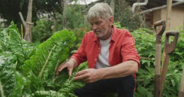 Bahçede tek başına çalışan kıdemli beyaz adamın portresi. aktif emeklilik ve sağlıklı açık hava yaşam tarzı.