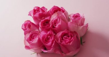 Sevgililer gününde pembe arka planda pembe güller. Sevgililer günü, aşk ve kutlama konsepti..