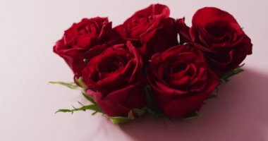 Sevgililer gününde pembe arka planda bir buket kırmızı gül. Sevgililer günü, aşk ve kutlama konsepti..