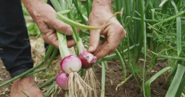 정원에서 수확하고 일하는 코카서스 은퇴와 — 비디오