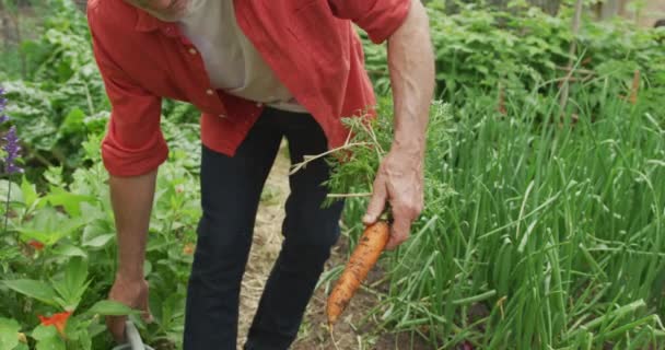 年长的高加索人给胡萝卜浇水 一个人在花园里干活 积极退休和健康的户外生活方式 — 图库视频影像