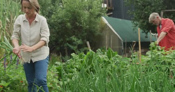 Ein Älteres Kaukasisches Ehepaar Erntet Und Arbeitet Gemeinsam Garten Aktiver — Stockvideo