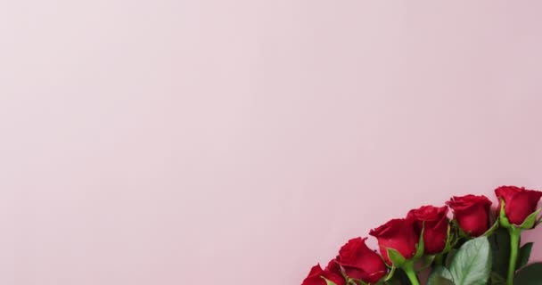 Красные Розы Лепестки Лежащие Розовом Фоне День Святого Валентина День — стоковое видео