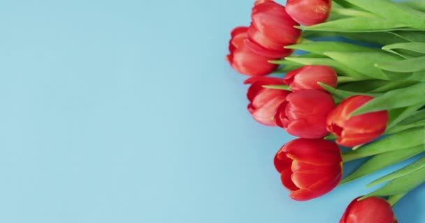 バレンタインデーの青い背景に赤いチューリップの花束 バレンタインデー愛とお祝いのコンセプト — ストック動画