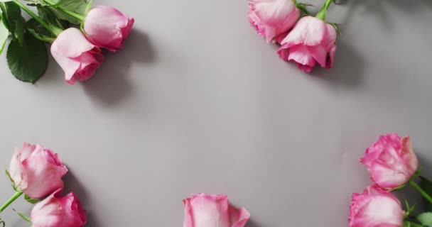 Rosas Rosadas Sobre Fondo Rosado Día San Valentín Día San — Vídeo de stock