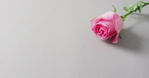 Ροζ Τριαντάφυλλο Ξαπλωμένο Ροζ Φόντο Την Ημέρα Του Αγίου Βαλεντίνου — Αρχείο Βίντεο