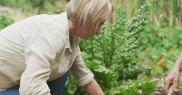 Senior Kaukasiska Par Plantering Och Arbetar Tillsammans Trädgården Aktiv Pensionering — Stockvideo